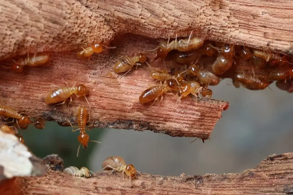 A close-up of termites tunneling through the galleries of damaged, decaying wood.