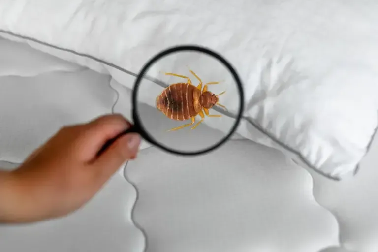 A close-up of a bed bug on a mattress during a Delaware bed bug inspection.